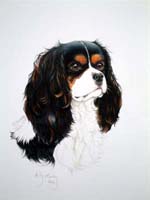 king Charles Spaniel